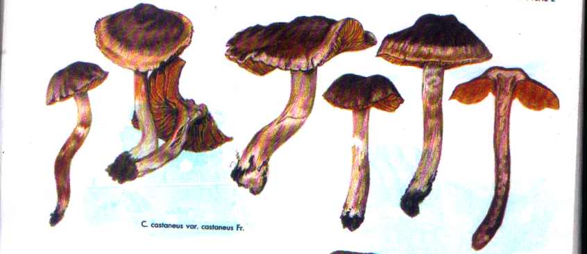 Un po'' di funghi salentini